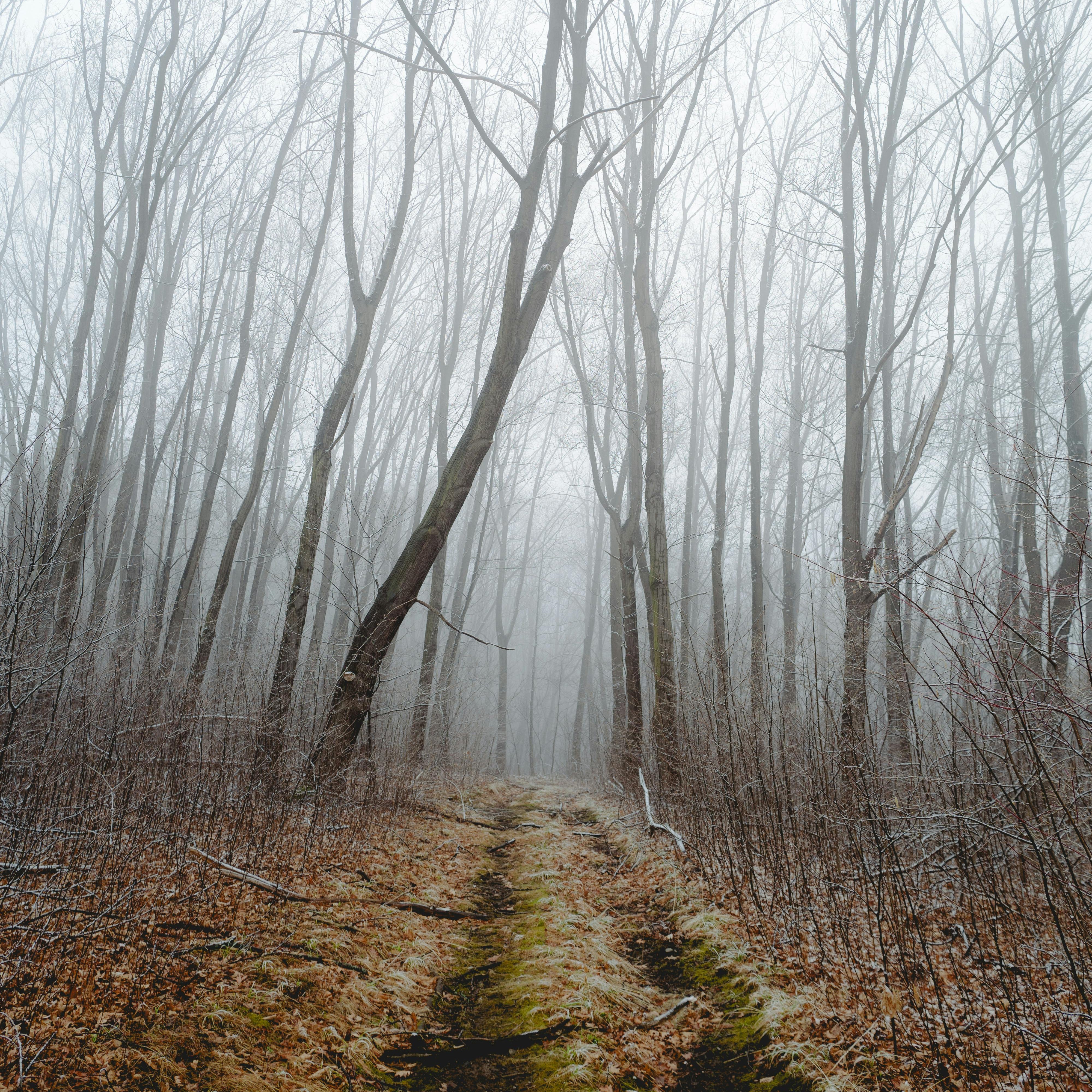 Misty forest with bare trees and a path disappearing into the fog